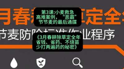 第3节：小麦救急高难案例，&ldquo;恶霸&rdquo;节节麦的最后通牒，课程：《3月春耕除草定全年：省钱、省药、不烧苗、少打两遍药的秘密》