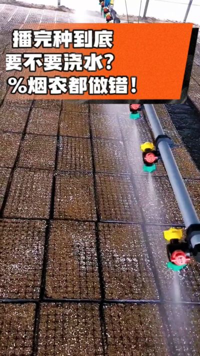 烤烟播完种一定要浇透底水，喷雾慢浇、别大水冲，盘底漏水才算到位，出苗又齐又壮！#烤烟育苗 #烤烟种植 #烟农干货 #育苗技术
