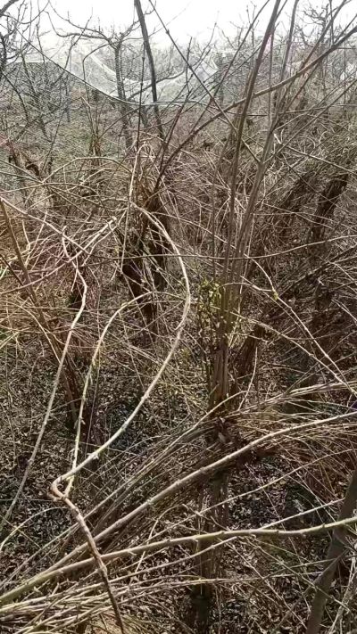 出售药用连翘苗，科研五号优质种苗，2/5年苗，药用连翘树，挂果树，全国包邮到家！财富密码18534302961