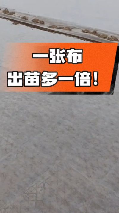 烤烟育苗盖无纺布，保温保湿出苗齐，不烂种、出苗快，烟农必备小技巧！