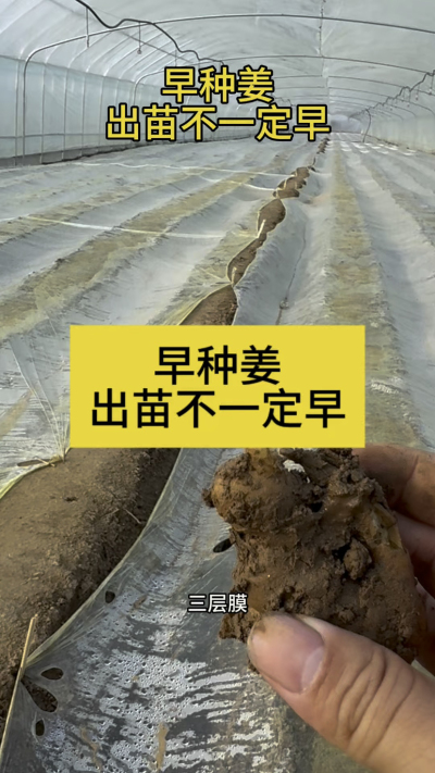 早种姜，出苗不一定早！