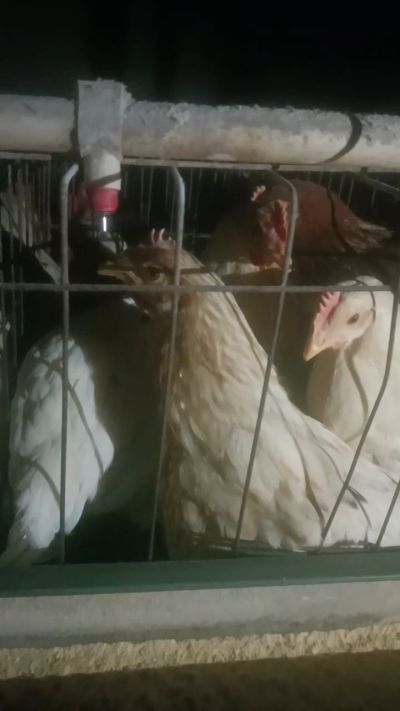 这鸡群在怪叫，怪叫的原因是痰化黏着，形成的比呼噜更重的一种呼吸道。其病因为肺中有热，热灼而痰黏，从而引起的怪叫。