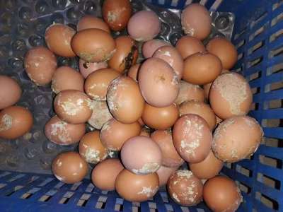 蛋禽出现肠炎拉稀，粪蛋偏多的原因