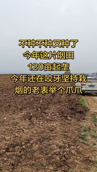 不种不种又种啦，还在咬牙坚持栽烟的老表集合啦！