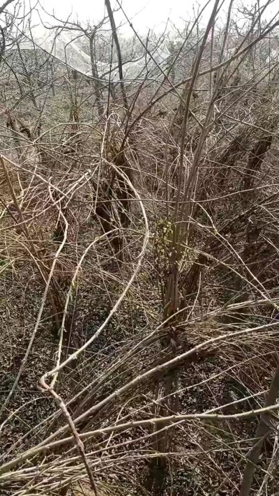 药用连翘苗，科研种苗定制树。挂果树。需要联系18534302961