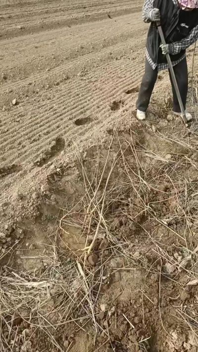 臭椿苗，一年籽播苗，地径0.5/1公分以上。需要联系18534302961