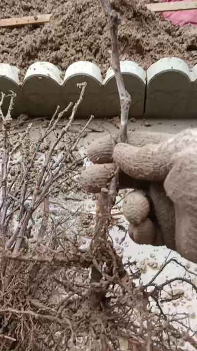 巨峰葡萄苗，一年扦插苗，需要联系我18534302961