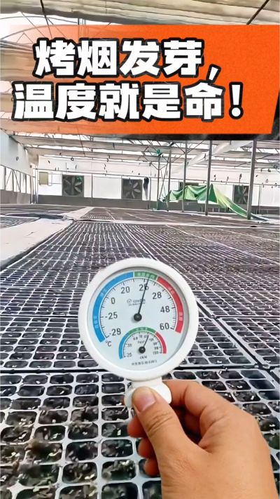 老烟农都懂：发芽温度不对，后期再管都白费！