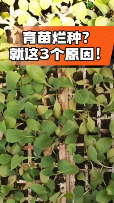 烤烟育苗烂种？3个原因讲清楚！消毒、控水、控温，做到就苗齐苗壮🔥
#烤烟育苗 #烤烟种植 #烂种防治 #烟农