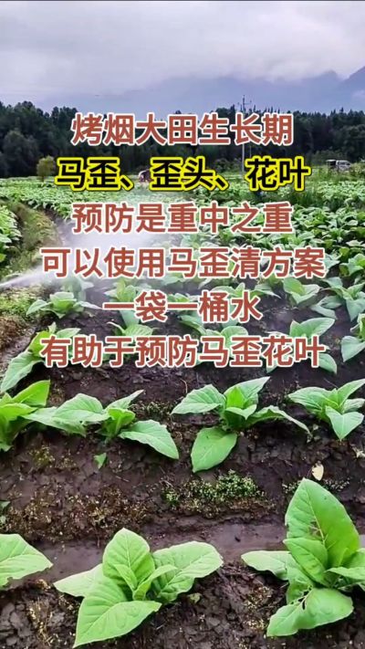 烤烟大田生长期，马歪歪头花叶预防是重中之重，可以使用马歪清方案，一袋一桶水，有助于预防马歪花叶。
烤烟管理早做一步，后期少操心！#烤烟种植#烤烟管理#烤烟大田管理#烤烟病害防治