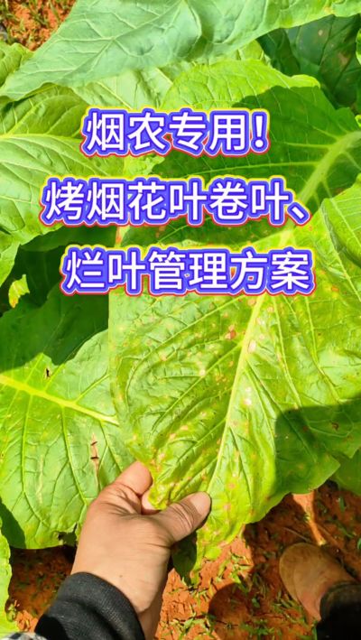 烟叶种植想高产，记住一防、二控、三巩固！
