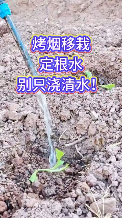 烤烟移栽别只浇清水！定根水这么配，烟苗缓苗快、扎根稳，重茬地也能壮苗，后期长势看得见～