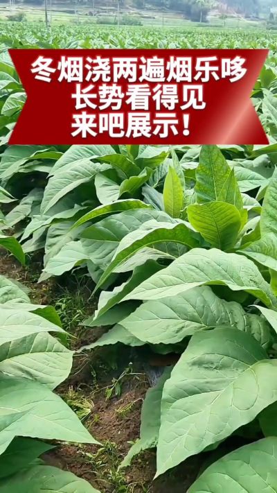 冬烟浇两遍烟乐哆生根套餐
根系壮、长势旺
好烟都是管出来的
实拍效果看得见，欢迎烟农朋友交流经验